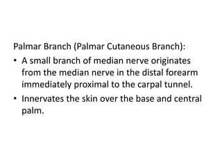 Palmar Branch (Palmar Cutaneous Branch):
• A small branch of median nerve originates
from the median nerve in the distal forearm
immediately proximal to the carpal tunnel.
• Innervates the skin over the base and central
palm.
 