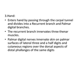 3.Hand:
• Enters hand by passing through the carpal tunnel
and divides into a Recurrent branch and Palmar
digital branches.
• The recurrent branch innervates three thenar
muscles.
• Palmar digital nerves innervate skin on palmar
surfaces of lateral three and a half digits and
cutaneous regions over the dorsal aspects of
distal phallanges of the same digits
 
