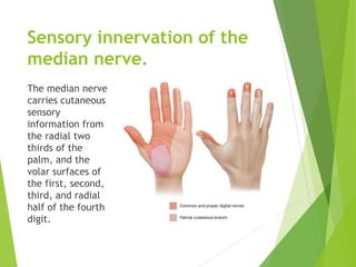 Median Nerve presentation by vijay orthopedic | PPTX
