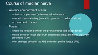 Course of median nerve
Anterior compartment of arm
anterior compartment (anteromedial to humerus)
runs with brachial artery (lateral in upper arm / medial at elbow)
no branches in thearm
Forearm
enters the forearm between the pronatorteres and biceps tendon
travels between flexor digitorum superficialis (FDS)and flexor digitorum
profundus (FDP)
then emerges between the FDSand flexor pollicis longus (FPL)
 