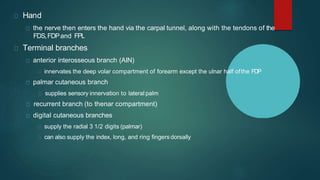 Hand
the nerve then enters the hand via the carpal tunnel, along with the tendons of the
FDS,FDPand FPL
Terminal branches
anterior interosseous branch (AIN)
innervates the deep volar compartment of forearm except the ulnar half ofthe FDP
palmar cutaneous branch
supplies sensory innervation to lateral palm
recurrent branch (to thenar compartment)
digital cutaneous branches
supply the radial 3 1/2 digits (palmar)
can also supply the index, long, and ring fingers dorsally
 