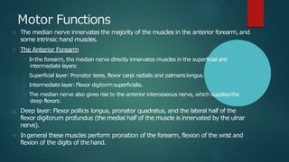Motor Functions
The median nerve innervates the majority of the muscles in the anterior forearm,and
some intrinsic hand muscles.
The Anterior Forearm
Inthe forearm, the median nerve directly innervates muscles in the superficial and
intermediate layers:
Superficial layer: Pronator teres, flexor carpi radialis and palmarislongus.
Intermediate layer:Flexor digitormsuperficialis.
The median nerve also gives rise to the anterior interosseous nerve, which suppliesthe
deep flexors:
Deep layer: Flexor pollicis longus, pronator quadratus, and the lateral half of the
flexor digitorum profundus (the medial half of the muscle is innervated by the ulnar
nerve).
Ingeneral these muscles perform pronation of the forearm, flexion of the wrist and
flexion of the digits of the hand.
 