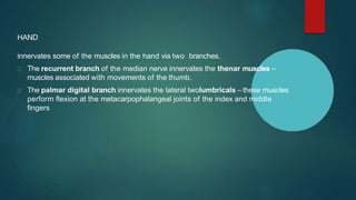 HAND
innervates some of the muscles in the hand via two branches.
The recurrent branch of the median nerve innervates the thenar muscles –
muscles associated with movements of the thumb.
The palmar digital branch innervates the lateral twolumbricals – these muscles
perform flexion at the metacarpophalangeal joints of the index and middle
fingers
 