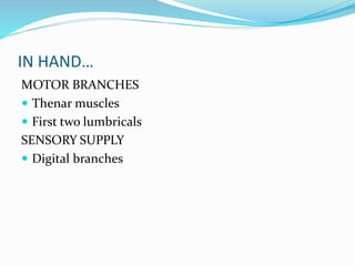 IN HAND…
MOTOR BRANCHES
 Thenar muscles
 First two lumbricals
SENSORY SUPPLY
 Digital branches
 