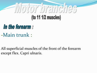 -Main trunk :
All superficial muscles of the front of the forearm
except flex. Capri ulnaris.
 