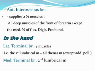 - Ant. Interosseous br.:
- supplies 2 ½ muscles :
All deep muscles of the front of forearm except
the med. ½ of flex. Digit. Profound.
Lat. Terminal br : 4 muscles
i.e. the 1st lumbrical m + all thenar m (except add .poll.)
Med. Terminal br.: 2nd lumbrical m
 