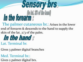 -The palmer cutaneous br.: Arises in the lower
end of forearm & descends to the hand to supply the
skin of the lat. 2/3 of the palm.
Lat. Terminal br.
Gives 3 palmer digital branches
Med. Terminal br.:
Gives 2 palmer digital brs.
 