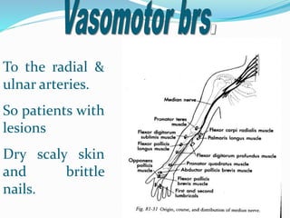 To the radial &
ulnar arteries.
So patients with
lesions
Dry scaly skin
and brittle
nails.
 