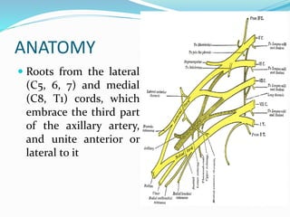 ANATOMY
 Roots from the lateral
(C5, 6, 7) and medial
(C8, T1) cords, which
embrace the third part
of the axillary artery,
and unite anterior or
lateral to it
 
