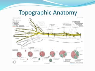 Topographic Anatomy
 
