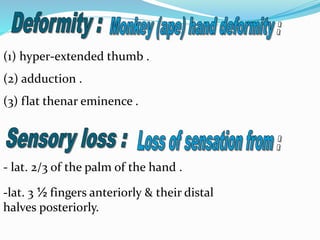 (1) hyper-extended thumb .
(2) adduction .
(3) flat thenar eminence .
- lat. 2/3 of the palm of the hand .
-lat. 3 ½ fingers anteriorly & their distal
halves posteriorly.
 