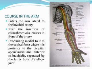 COURSE IN THE ARM
 Enters the arm lateral to
the brachial artery.
 Near the insertion of
coracobrachialis ,crosses in
front of the artery
 Descending medial to it to
the cubital fossa where it is
posterior to the bicipital
aponeurosis and anterior
to brachialis, separated by
the latter from the elbow
joint.
 