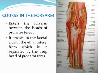 COURSE IN THE FOREARM
• Enters the forearm
between the heads of
pronator teres .
• It crosses to the lateral
side of the ulnar artery,
from which it is
separated by the deep
head of pronator teres.
 