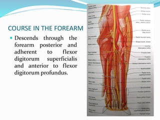 COURSE IN THE FOREARM
 Descends through the
forearm posterior and
adherent to flexor
digitorum superficialis
and anterior to flexor
digitorum profundus.
 
