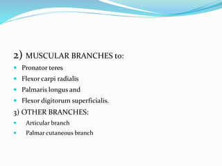 2) MUSCULAR BRANCHES to:
 Pronator teres
 Flexor carpi radialis
 Palmaris longus and
 Flexor digitorum superficialis.
3) OTHER BRANCHES:
 Articular branch
 Palmar cutaneous branch
 