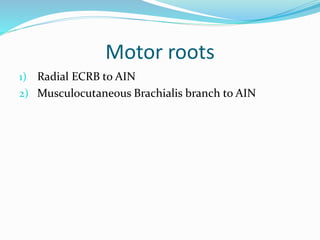 Motor roots
1) Radial ECRB to AIN
2) Musculocutaneous Brachialis branch to AIN
 
