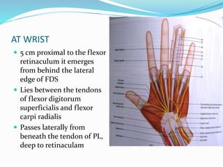 AT WRIST
 5 cm proximal to the flexor
retinaculum it emerges
from behind the lateral
edge of FDS
 Lies between the tendons
of flexor digitorum
superficialis and flexor
carpi radialis
 Passes laterally from
beneath the tendon of PL,
deep to retinaculam
 