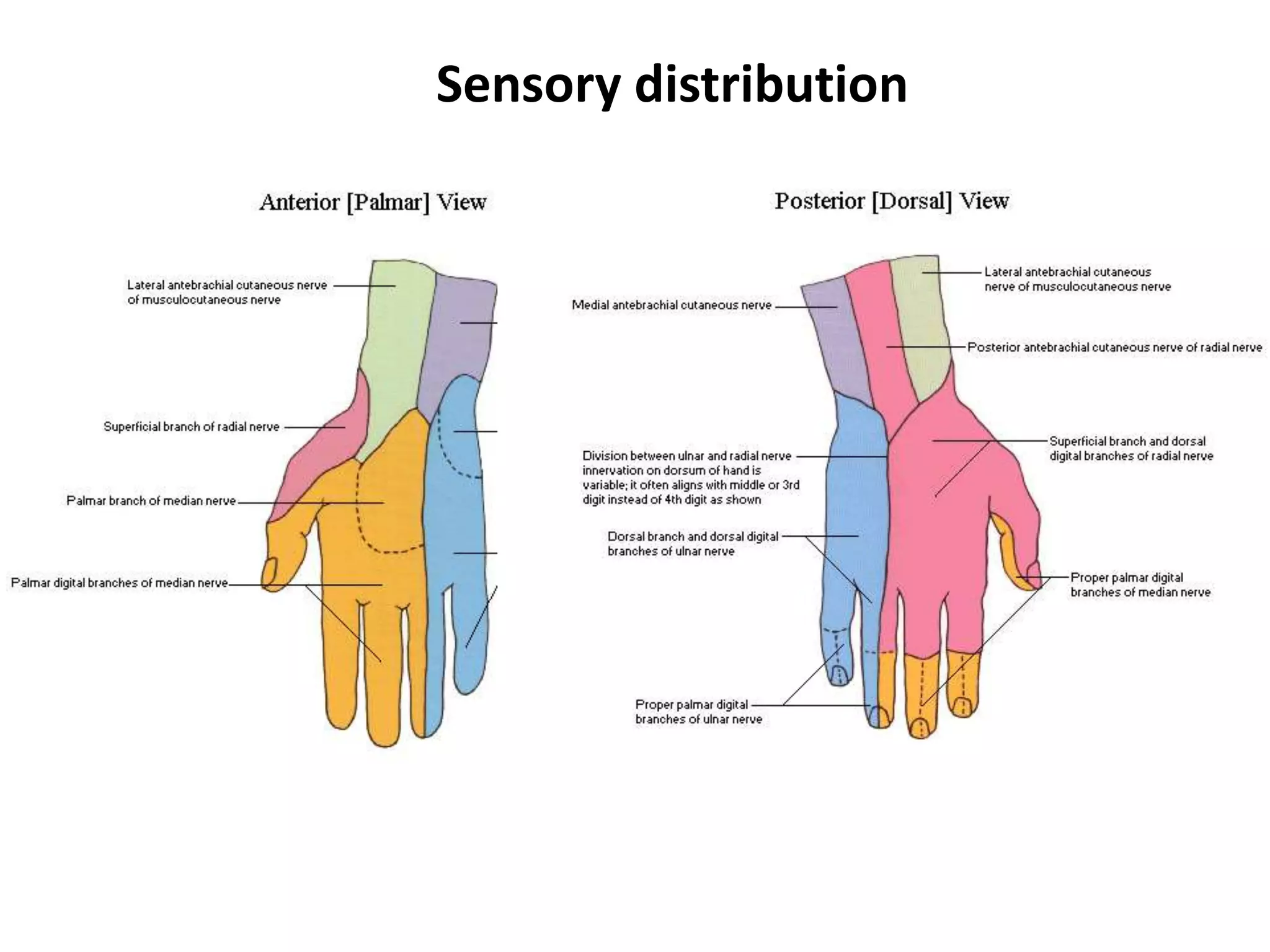 Median nerve palsy final | PPTX