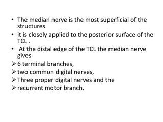 • The median nerve is the most superficial of the
structures
• it is closely applied to the posterior surface of the
TCL .
• At the distal edge of the TCL the median nerve
gives
6 terminal branches,
two common digital nerves,
Three proper digital nerves and the
recurrent motor branch.
 