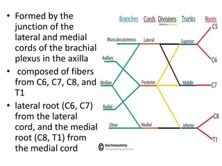 • Formed by the
junction of the
lateral and medial
cords of the brachial
plexus in the axilla
• composed of fibers
from C6, C7, C8, and
T1
• lateral root (C6, C7)
from the lateral
cord, and the medial
root (C8, T1) from
the medial cord
 