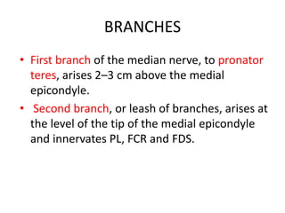 BRANCHES
• First branch of the median nerve, to pronator
teres, arises 2–3 cm above the medial
epicondyle.
• Second branch, or leash of branches, arises at
the level of the tip of the medial epicondyle
and innervates PL, FCR and FDS.
 