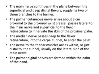 • The main nerve continues in the plane between the
superficial and deep digital flexors, supplying two or
three branches to the former.
• The palmar cutaneous nerve arises about 3 cm
proximal to the proximal wrist crease, passes lateral to
the main nerve and superficial to the flexor
retinaculum to innervate the skin of the proximal palm.
• The median nerve passes deep to the flexor
retinaculum, into the carpal tunnel, to enter the palm.
• The nerve to the thenar muscles arises within, or just
distal to, the tunnel, usually on the lateral side of the
main nerve.
• The palmar digital nerves are formed within the palm
of the hand.
 