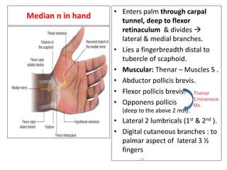 median and ulnar nerve injuries for mbbs students | PDF