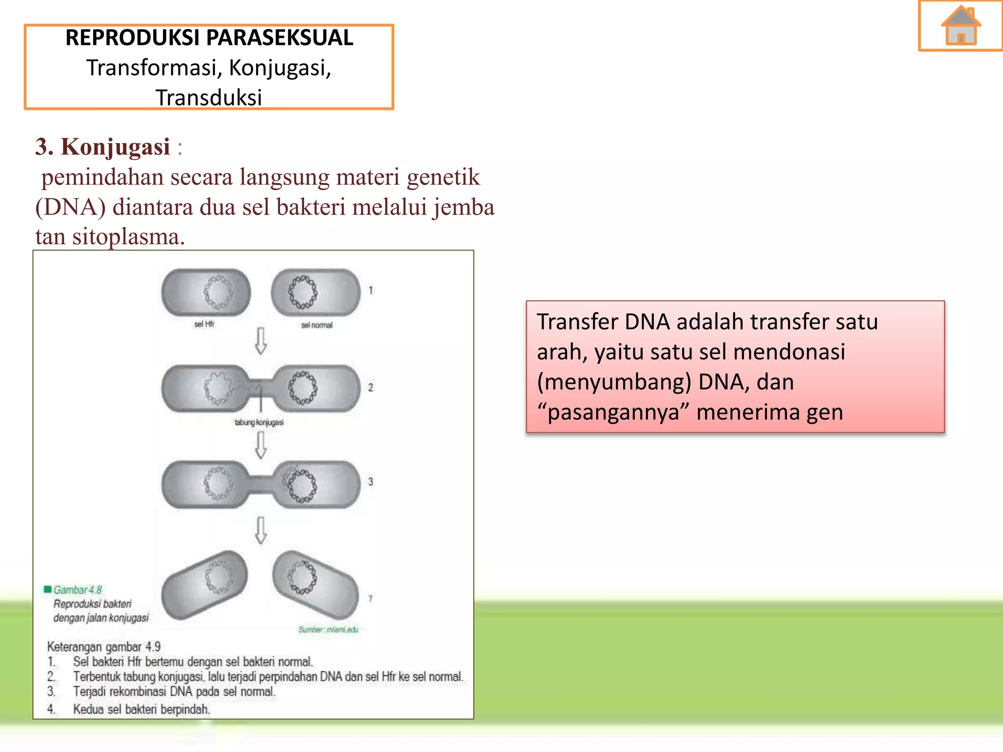 REPRODUKSI PARASEKSUAL
Transformasi, Konjugasi,
Transduksi
3. Konjugasi :
pemindahan secara langsung materi genetik
(DNA) diantara dua sel bakteri melalui jemba
tan sitoplasma.
Transfer DNA adalah transfer satu
arah, yaitu satu sel mendonasi
(menyumbang) DNA, dan
“pasangannya” menerima gen
 