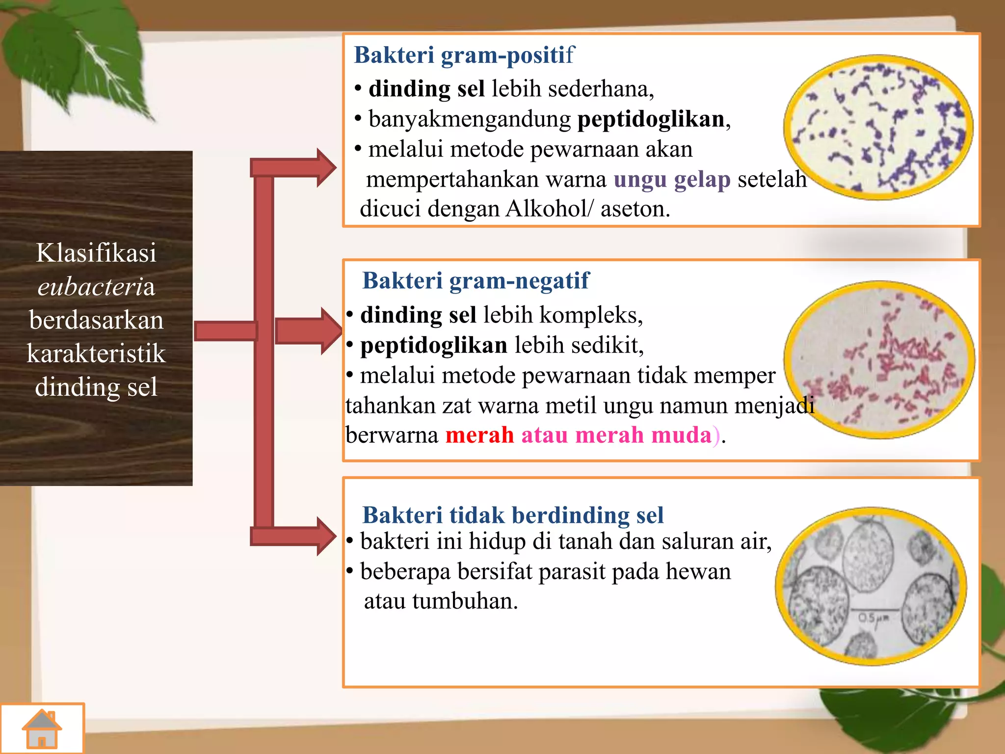 Klasifikasi
eubacteria
berdasarkan
karakteristik
dinding sel
Bakteri gram-positif
Bakteri gram-negatif
Bakteri tidak berdinding sel
• dinding sel lebih sederhana,
• banyakmengandung peptidoglikan,
• melalui metode pewarnaan akan
mempertahankan warna ungu gelap setelah
dicuci dengan Alkohol/ aseton.
• dinding sel lebih kompleks,
• peptidoglikan lebih sedikit,
• melalui metode pewarnaan tidak memper
tahankan zat warna metil ungu namun menjadi
berwarna merah atau merah muda).
• bakteri ini hidup di tanah dan saluran air,
• beberapa bersifat parasit pada hewan
atau tumbuhan.
Bakteri tidak berdinding sel
 