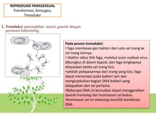 REPRODUKSI PARASEKSUAL
Transformasi, Konjugasi,
Transduksi
2. Tranduksi :pemindahan materi genetik dengan
perantara bakteriofag.
Pada proses transduksi:
• faga membawa gen bakteri dari satu sel inang ke
sel inang lainnya.
• Diakhir siklus litik faga, molekul asam nukleat virus
dibungkus di dalam kapsid, dan faga lengkapnya
dilepaskan ketika sel inang lisis.
•setelah pelepasannya dari inang yang lisis, faga
dapat menempel pada bakteri lain dan
menginjeksikan bagian DNA bakteri yang
didapatkan dari sel pertama.
•Beberapa DNA ini kemudian dapat menggantikan
daerah homolog dari kromosom sel kedua.
•Kromosom sel ini sekarang memiliki kombinasi
DNA
 