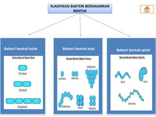 KLASIFIKASI BAKTERI BERDASARKAN
BENTUK
Bakteri bentuk bulat Bakteri bentuk bola Bakteri bentuk spiral
 