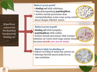 Klasifikasi
eubacteria
berdasarkan
karakteristik
dinding sel
Bakteri gram-positif
Bakteri gram-negatif
Bakteri tidak berdinding sel
• dinding sel lebih sederhana,
• banyakmengandung peptidoglikan,
• melalui metode pewarnaan akan
mempertahankan warna ungu gelap setelah
dicuci dengan Alkohol/ aseton.
• dinding sel lebih kompleks,
• peptidoglikan lebih sedikit,
• melalui metode pewarnaan tidak memper
tahankan zat warna metil ungu namun menjadi
berwarna merah atau merah muda).
• bakteri ini hidup di tanah dan saluran air,
• beberapa bersifat parasit pada hewan
atau tumbuhan.
Bakteri tidak berdinding sel
 