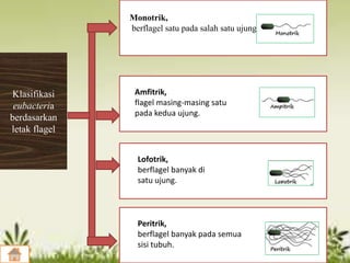 Klasifikasi
eubacteria
berdasarkan
letak flagel
Bakteri tidak berdinding sel
Monotrik,
berflagel satu pada salah satu ujung.
Amfitrik,
flagel masing-masing satu
pada kedua ujung.
Lofotrik,
berflagel banyak di
satu ujung.
Peritrik,
berflagel banyak pada semua
sisi tubuh.
 