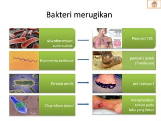 Bakteri merugikan
Mycobacterium
tuberculosis
Penyakit TBC
Treponema pertenue
penyakit patek
(frambusia)
Yersinia pestis pes (sampar)
Clostridium tetani
Menghasilkan
toksin pada
luka yang kotor
 