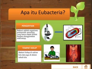 Apa itu Eubacteria?
Bakteri adalah organisme
prokariotik uniseluler
yang hanya dapat dilihat
dengan menggunakan
mikroskop.
PENGERTIAN
TEMPAT HIDUP
Bakteri hidup di sekitar
kita dan juga di dalam
tubuh kita
 