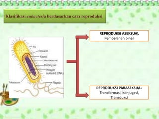 Klasifikasi eubacteria berdasarkan cara reproduksi
REPRODUKSI ASEKSUAL
Pembelahan biner
REPRODUKSI PARASEKSUAL
Transformasi, Konjugasi,
Transduksi
 