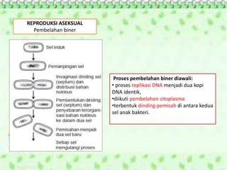 REPRODUKSI ASEKSUAL
Pembelahan biner
Proses pembelahan biner diawali:
• proses replikasi DNA menjadi dua kopi
DNA identik,
•diikuti pembelahan sitoplasma
•terbentuk dinding pemisah di antara kedua
sel anak bakteri.
 