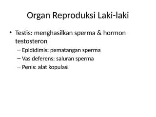 Organ Reproduksi Laki-laki
• Testis: menghasilkan sperma & hormon
testosteron
– Epididimis: pematangan sperma
– Vas deferens: saluran sperma
– Penis: alat kopulasi
 