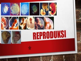 Media Pembelajaran (SMA)