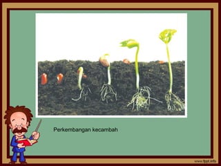 Perkembangan kecambah
 