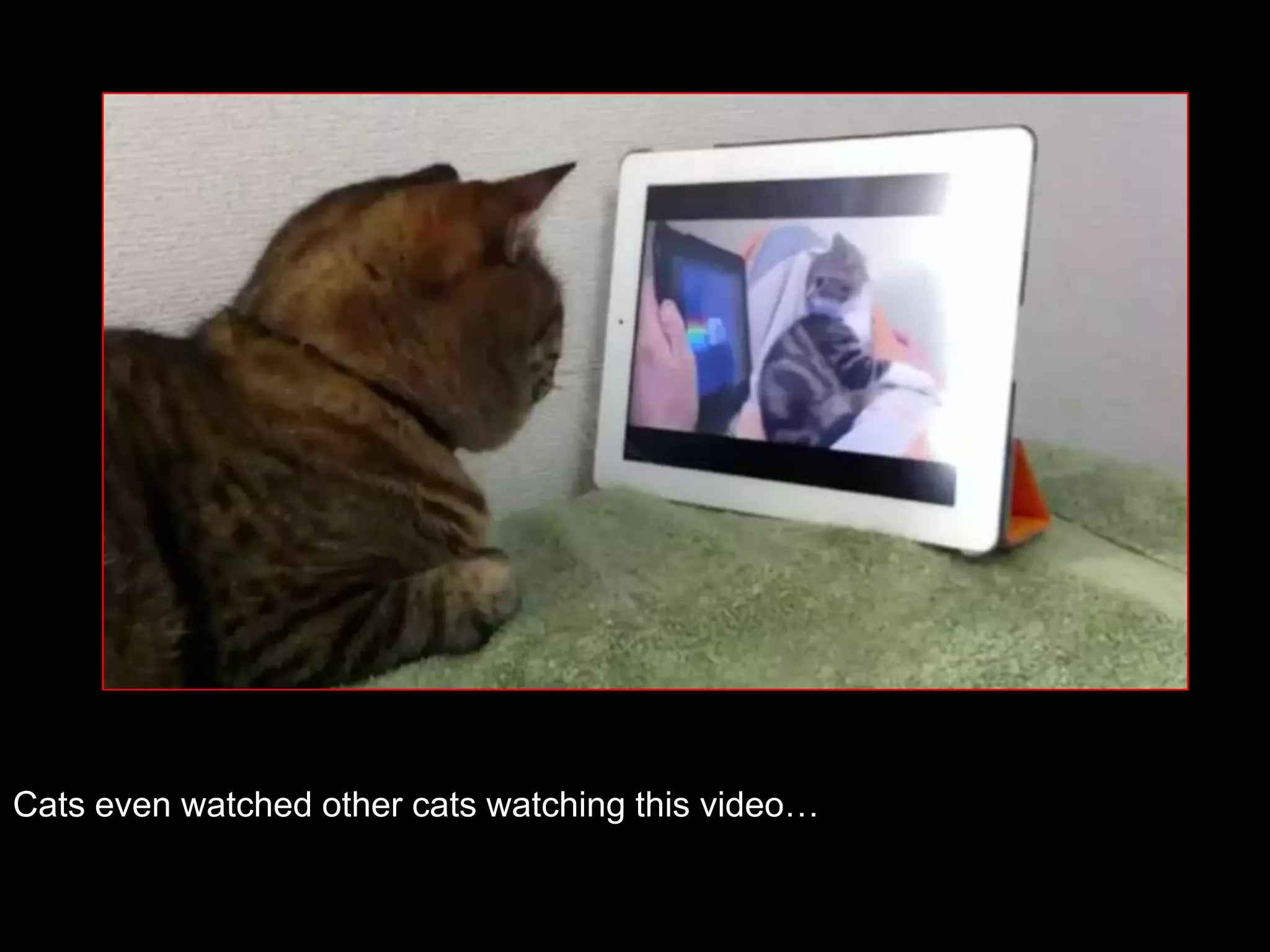 Cats even watched other cats watching this video…
 