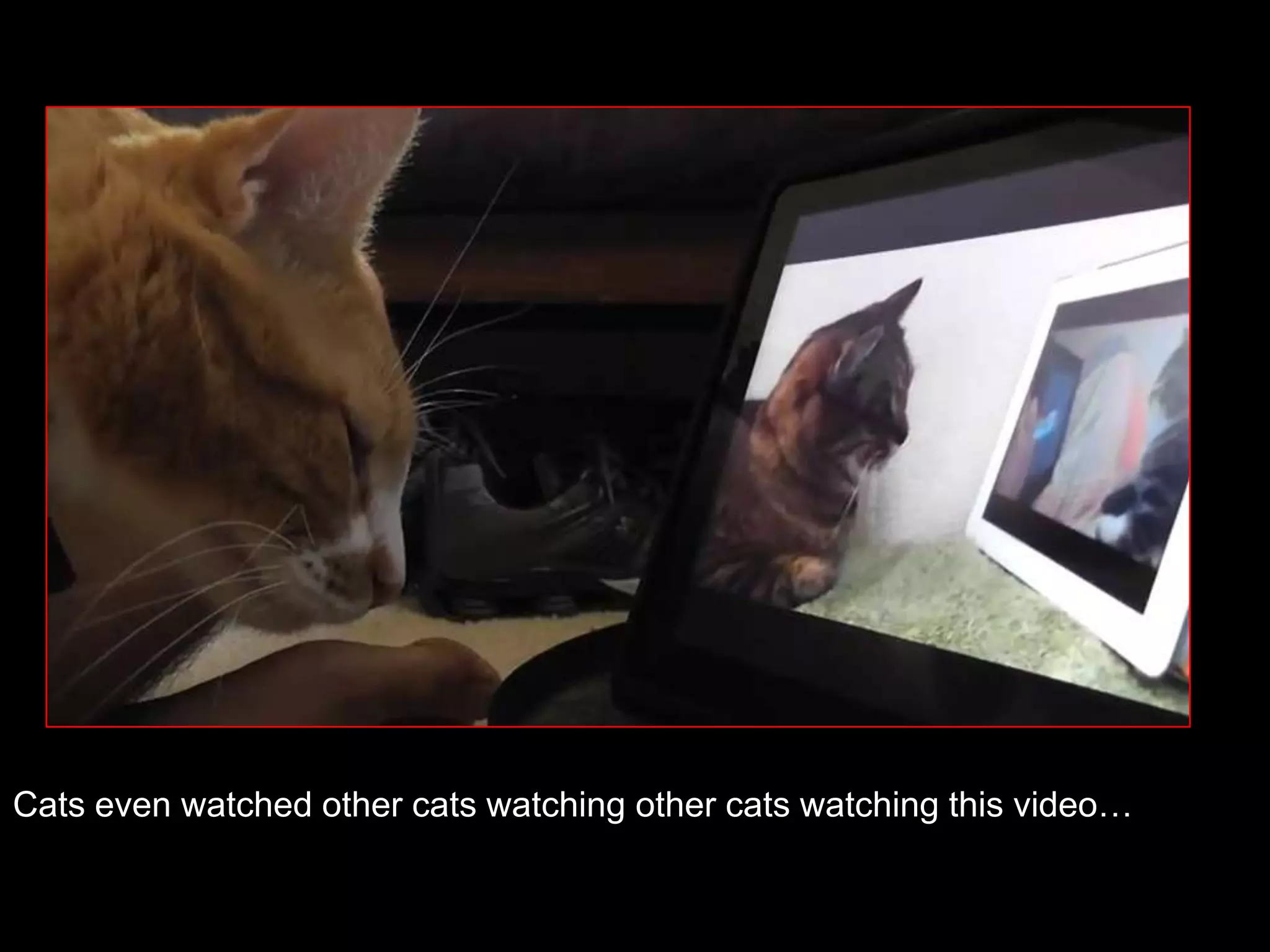 Cats even watched other cats watching other cats watching this video…
 
