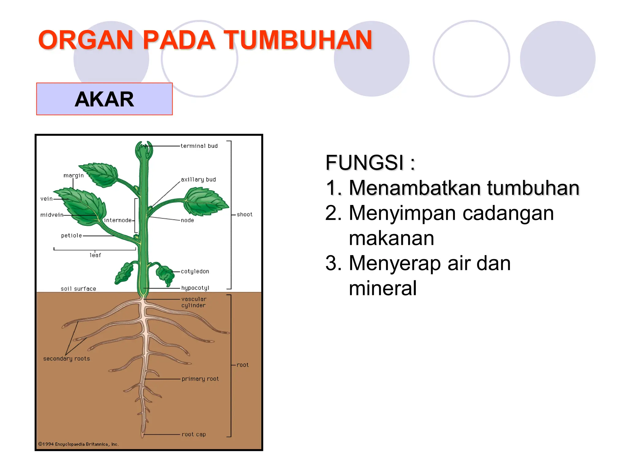 Media Ppt Struktur Dan Fungsi Jaringan Pada Tumbuhan Pidarmawati Zebua