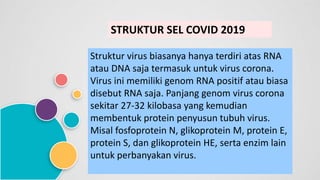 STRUKTUR SEL COVID 2019
Struktur virus biasanya hanya terdiri atas RNA
atau DNA saja termasuk untuk virus corona.
Virus ini memiliki genom RNA positif atau biasa
disebut RNA saja. Panjang genom virus corona
sekitar 27-32 kilobasa yang kemudian
membentuk protein penyusun tubuh virus.
Misal fosfoprotein N, glikoprotein M, protein E,
protein S, dan glikoprotein HE, serta enzim lain
untuk perbanyakan virus.
 