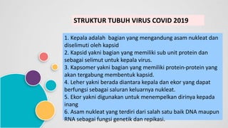 STRUKTUR TUBUH VIRUS COVID 2019
1. Kepala adalah bagian yang mengandung asam nukleat dan
diselimuti oleh kapsid
2. Kapsid yakni bagian yang memiliki sub unit protein dan
sebagai selimut untuk kepala virus.
3. Kapsomer yakni bagian yang memiliki protein-protein yang
akan tergabung membentuk kapsid.
4. Leher yakni berada diantara kepala dan ekor yang dapat
berfungsi sebagai saluran keluarnya nukleat.
5. Ekor yakni digunakan untuk menempelkan dirinya kepada
inang
6. Asam nukleat yang terdiri dari salah satu baik DNA maupun
RNA sebagai fungsi genetik dan repikasi.
 