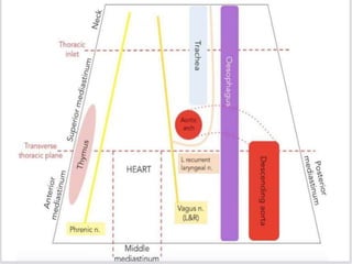 Metasternal Process Mediasternum.pptx