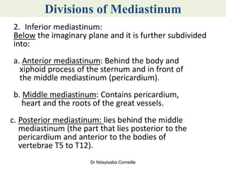 Comprehensive Overview of the Mediastinum: Anatomy and Divisions | PDF