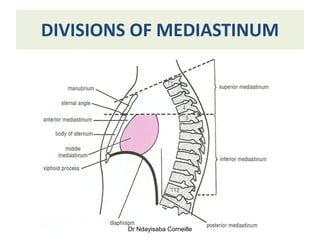 Comprehensive Overview of the Mediastinum: Anatomy and Divisions | PDF