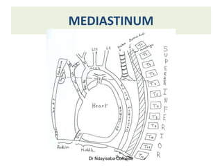 Comprehensive Overview of the Mediastinum: Anatomy and Divisions | PDF