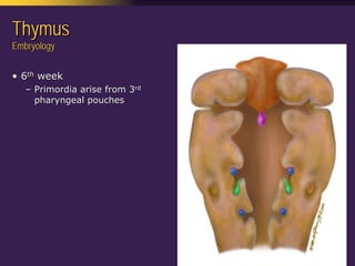 Mediastinal  Pathology  Compartmental  Approach